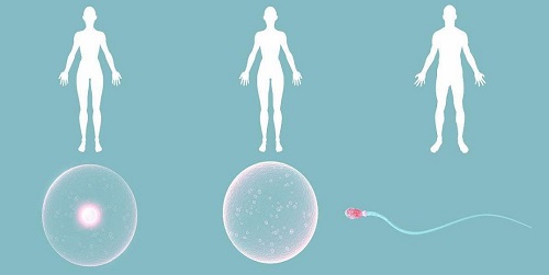 試管嬰兒被證實(shí)最多活到45歲？其實(shí)是假的！