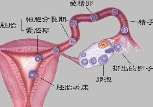 試管嬰兒價(jià)格明細(xì)表