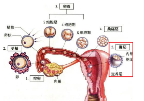 ?泰國試管嬰兒過程是怎樣的？